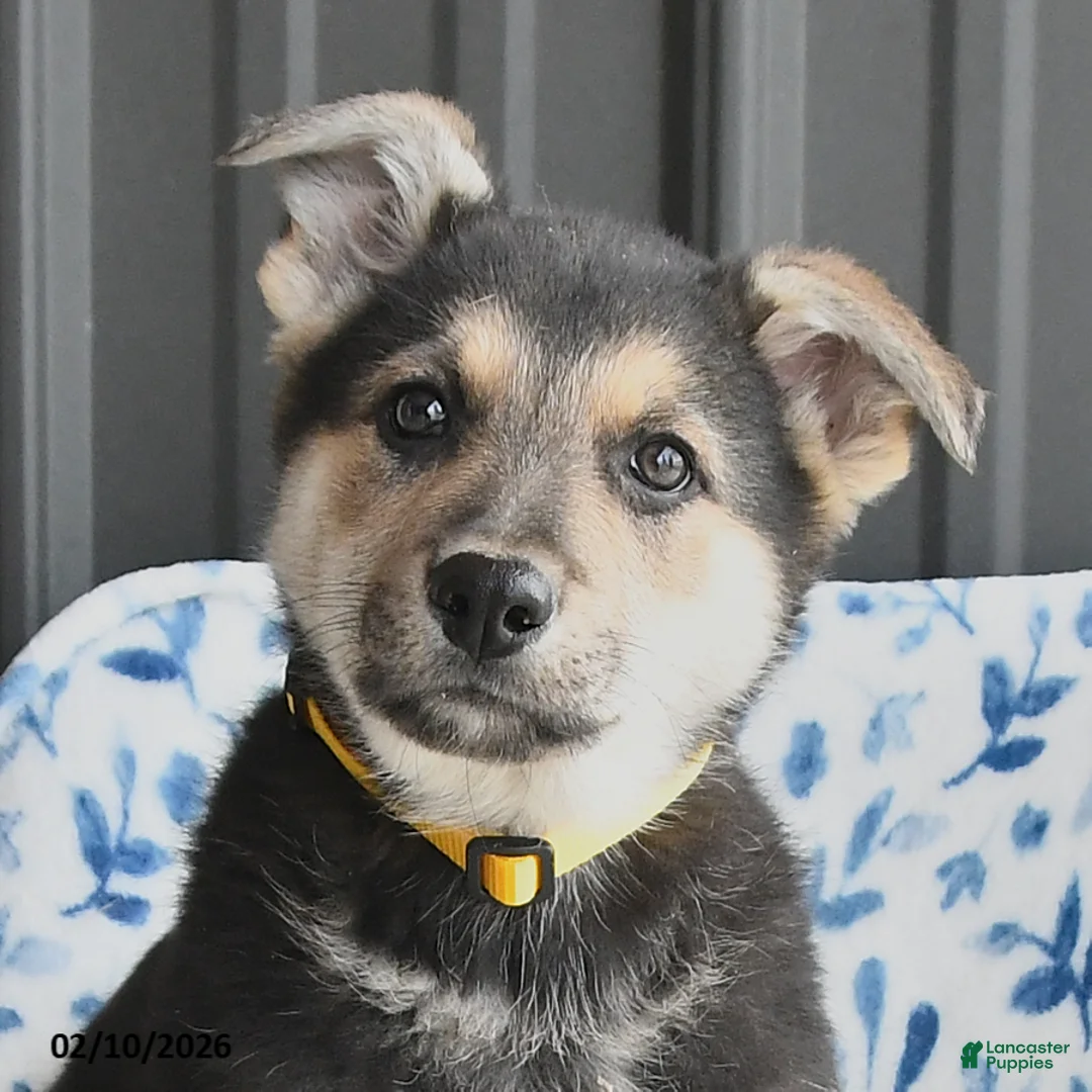 German Shepherd dogs for sale: Vance - Ad 4