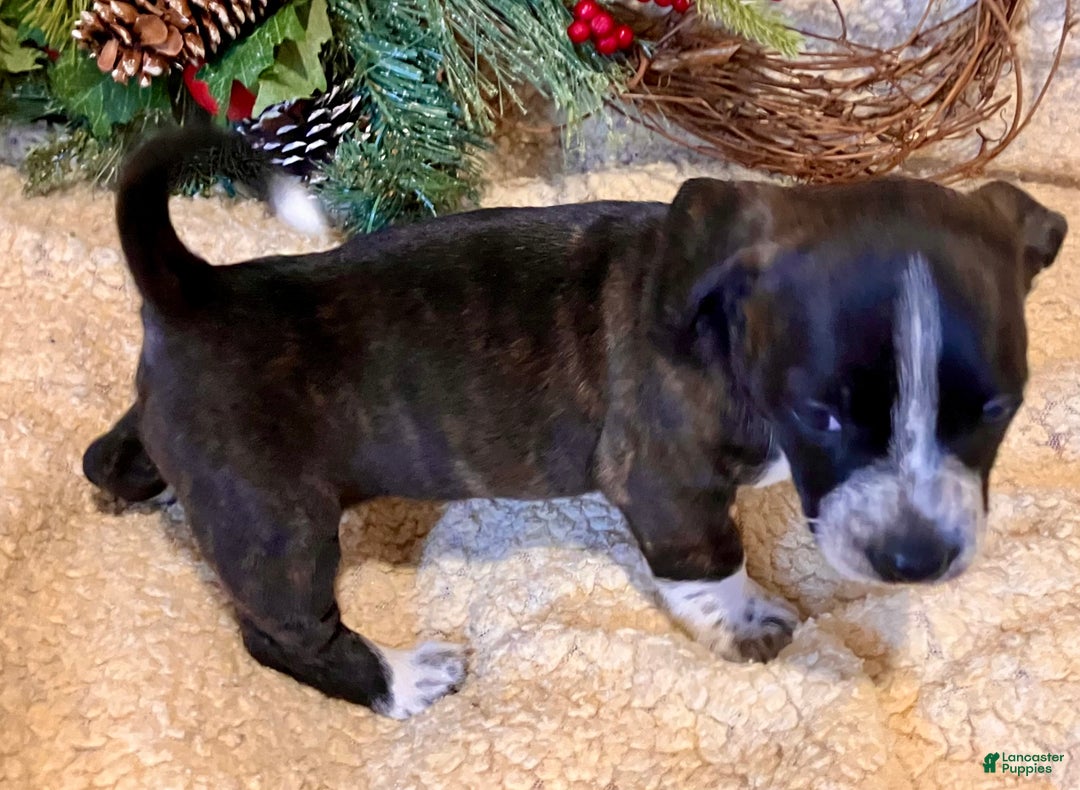 Mixed Breed dogs for sale: Lucy Love Ricardo - Ad 6