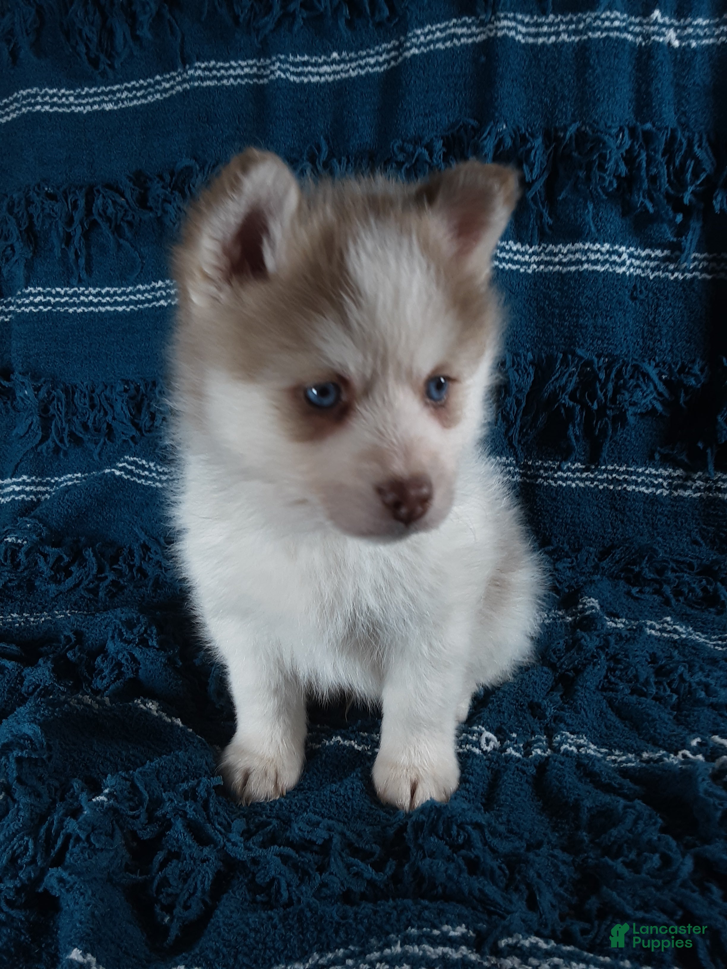 Pomsky dogs  Puppy 4 Teddy  - Ad 2