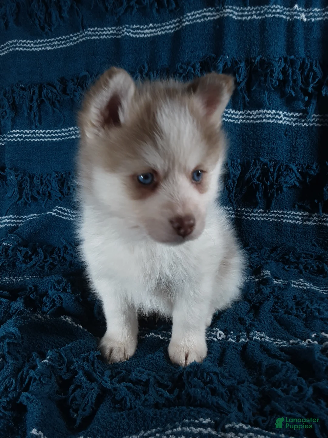 Pomsky dogs for sale:  Puppy 4 Teddy  - Ad 2