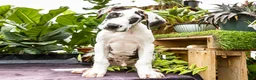 Great Dane dogs for sale: Chester - Ad 7