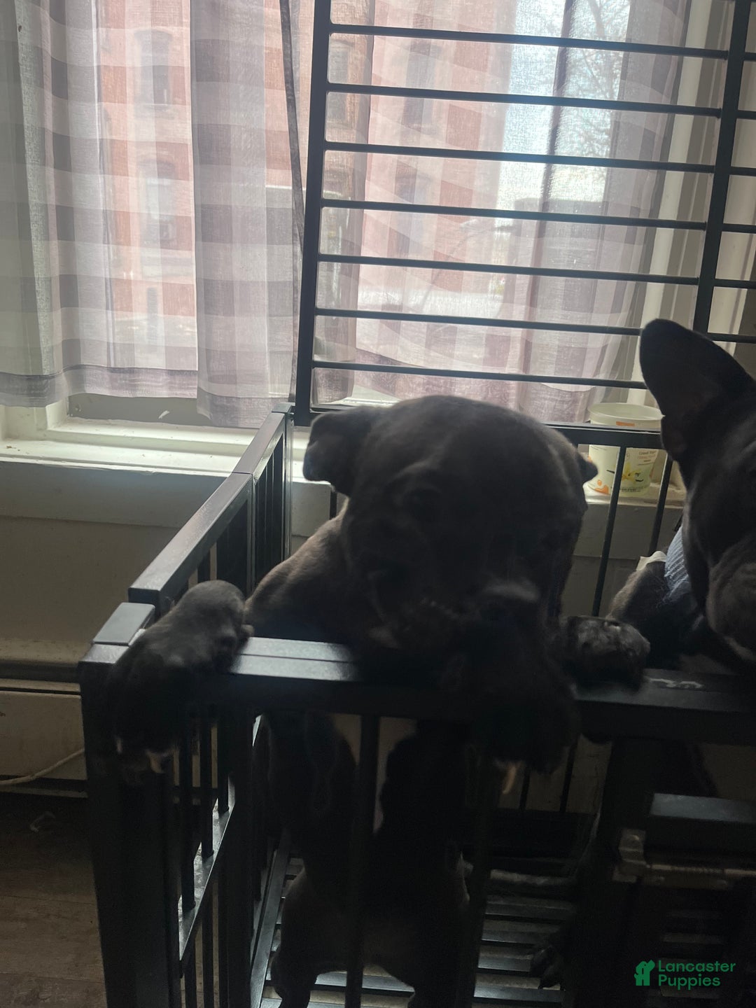 American Bully dogs for sale: American Bully Puppy 1 - Ad 3