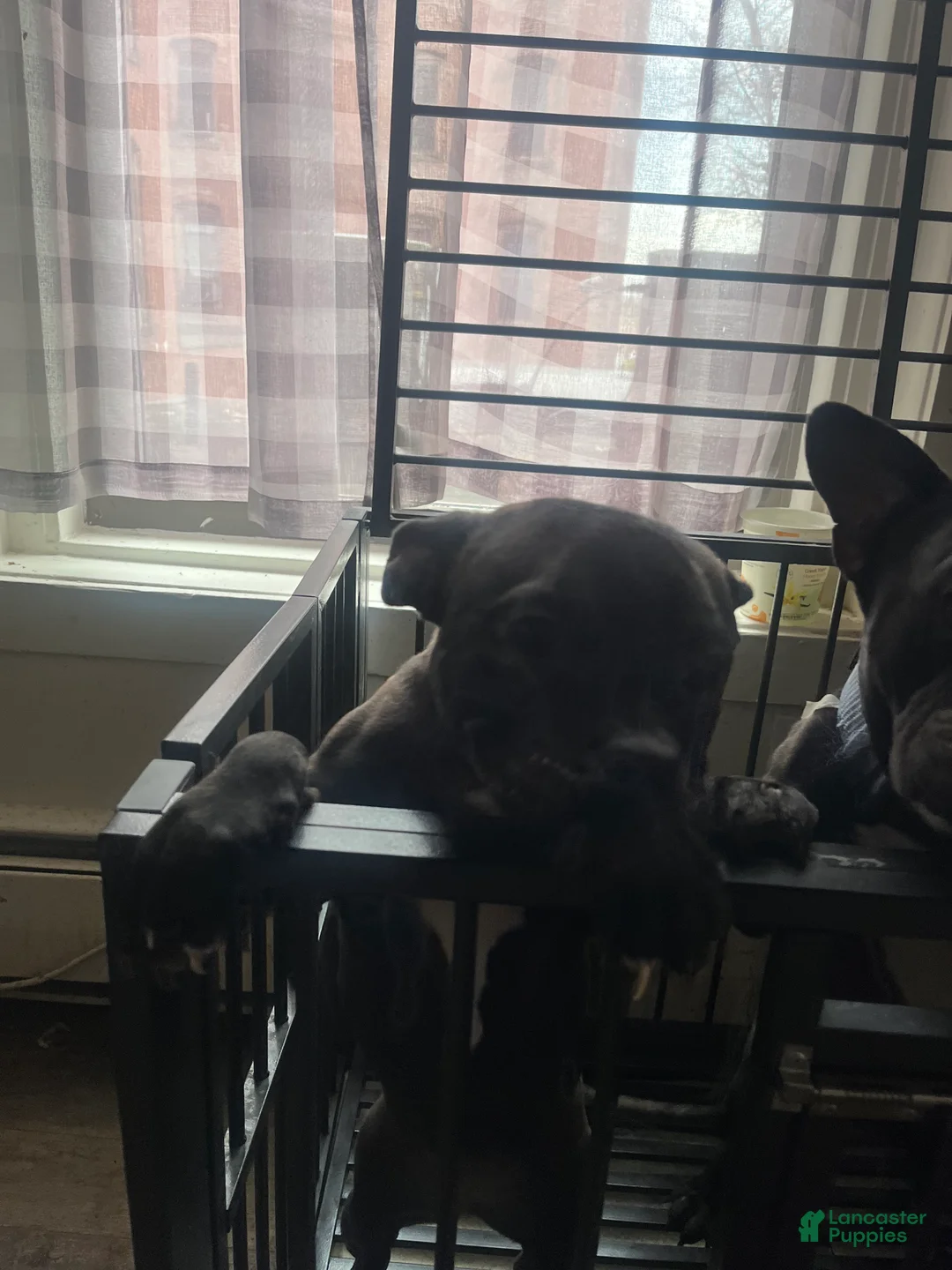 American Bully dogs for sale: American Bully Puppy 1 - Ad 3