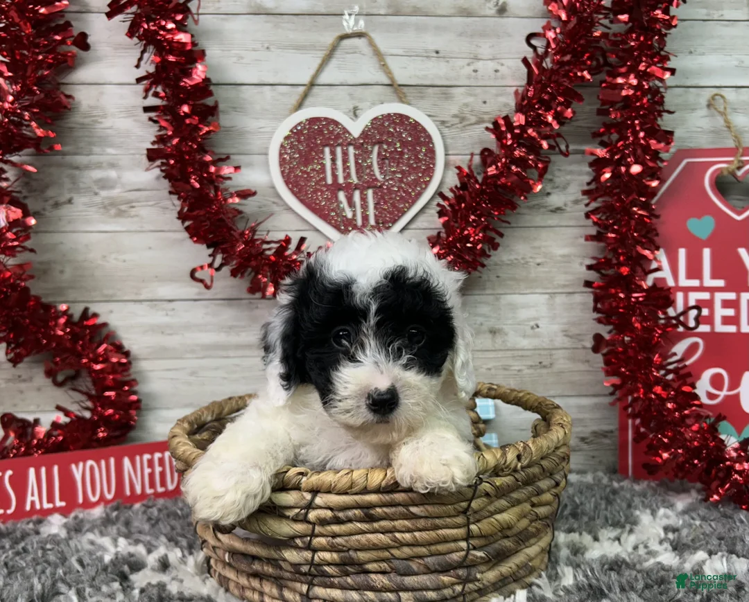 Miniature Poodle dogs for sale: Lincoln - Ad 5