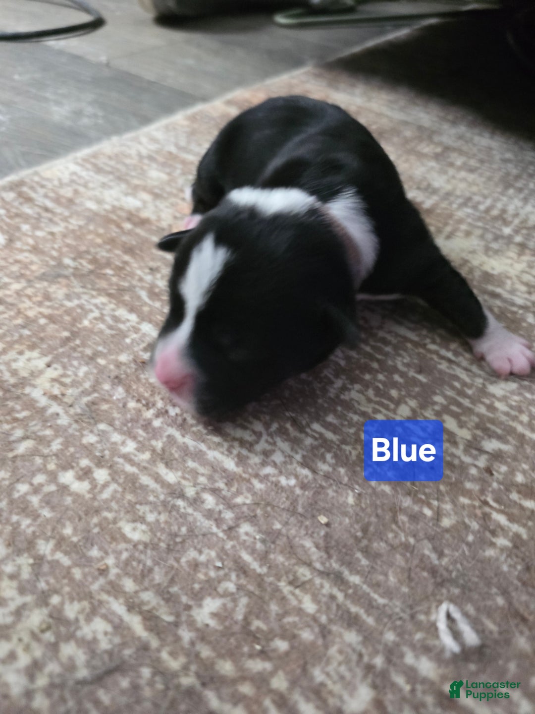 Mixed Breed dogs for sale: Blue - Ad 6