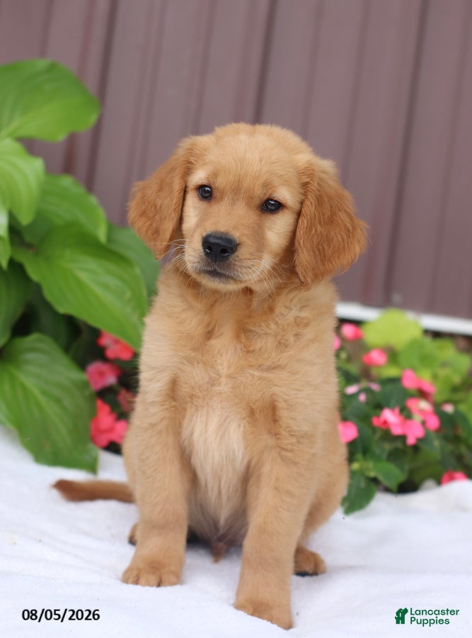 Golden Retriever dogs Toby - Ad 1