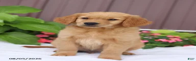 Toby