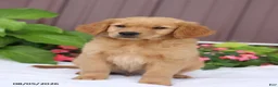 Golden Retriever dogs for sale: Toby - Ad 1