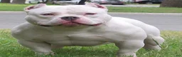 American Pit Bull Terrier dogs for sale: American Pit Bull Terrier 1 - Ad 3