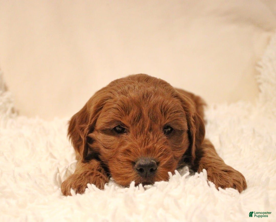 Mini Goldendoodle dogs for sale: Bella - Ad 3