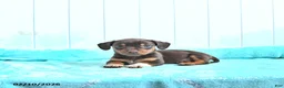 Mixed Breed dogs for sale: Frosty - Ad 1
