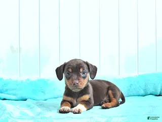 Mixed Breed dogs Frosty - Ad 32