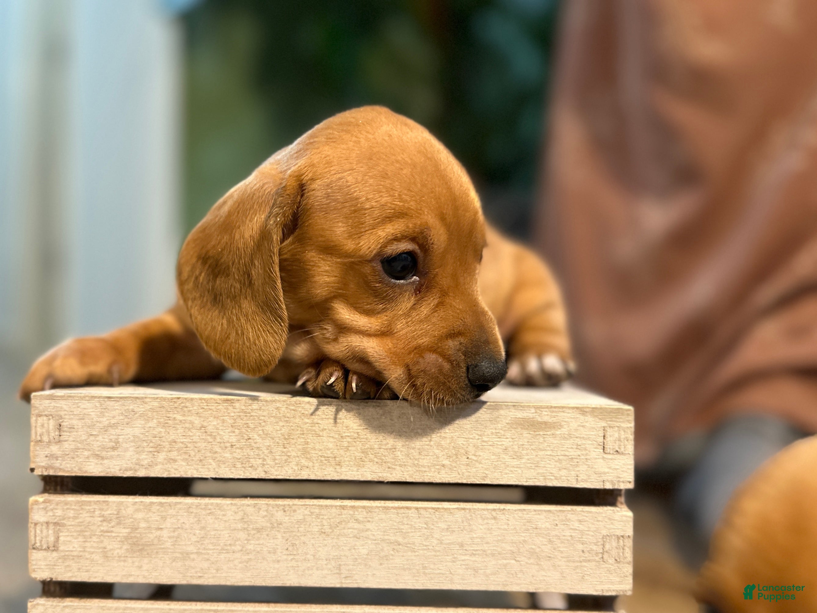 Miniature Dachshund dogs for sale: Doxie  - Ad 3