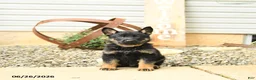 German Shepherd dogs for sale: Leslie - Ad 5