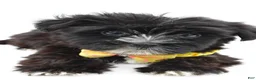 Morkie dogs for sale: Walker - Ad 5
