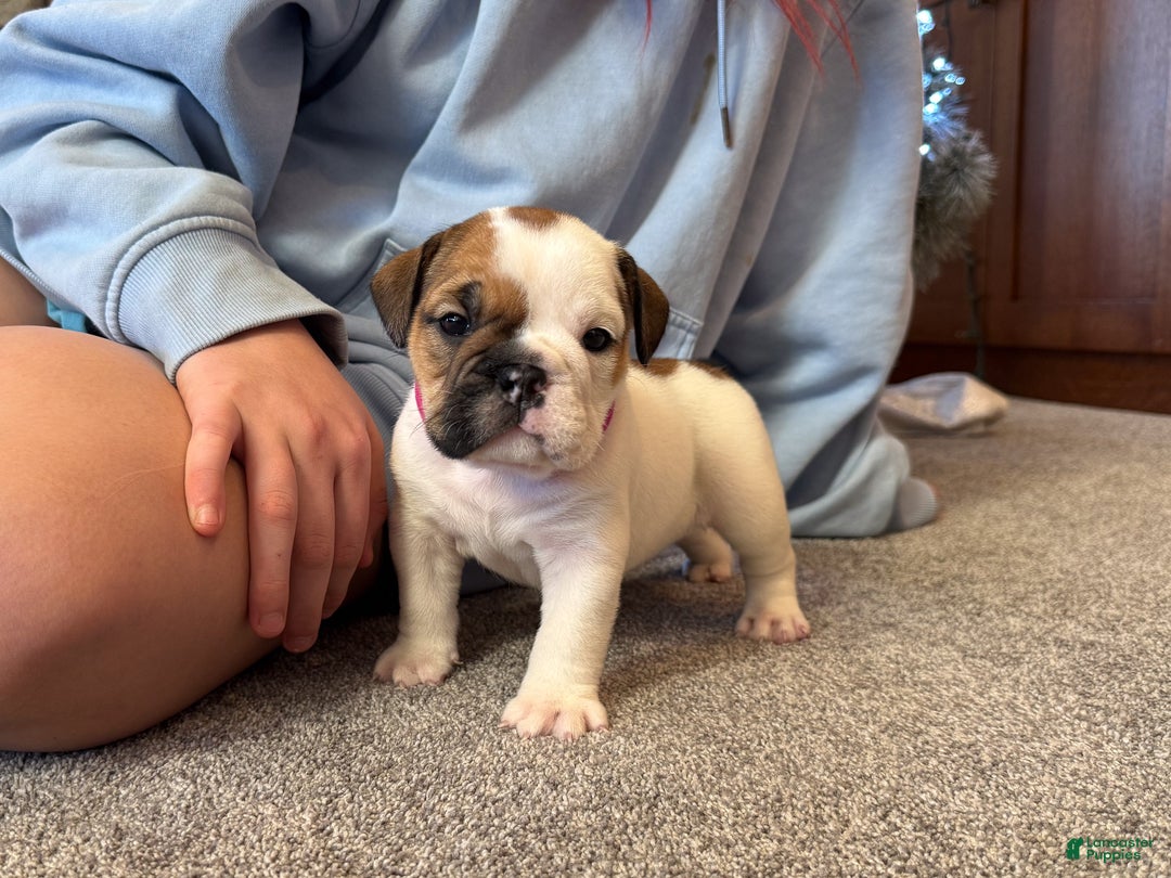 English Bulldog dogs for sale: Harley - Ad 5