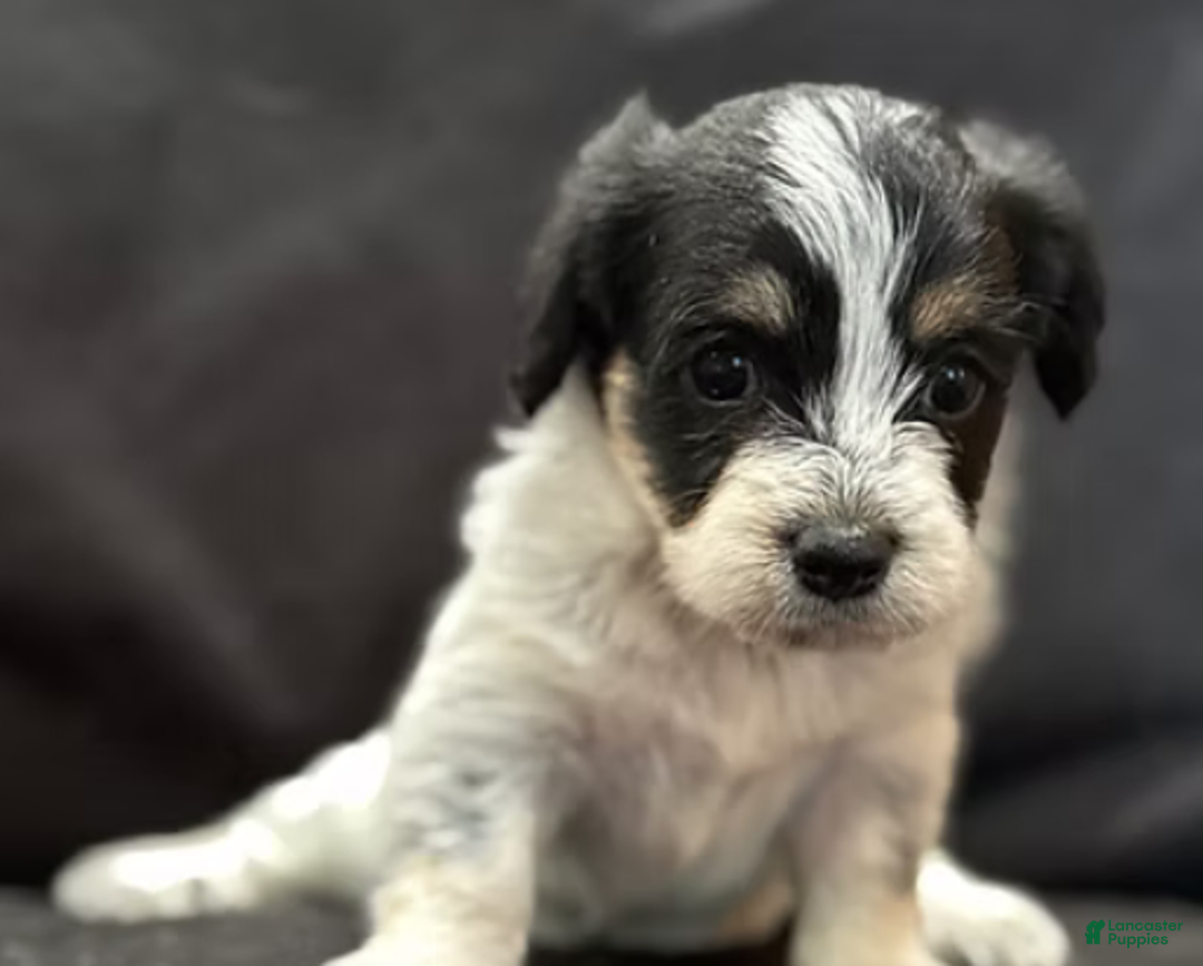 Corgipoo dogs for sale: Daisy - Ad 9