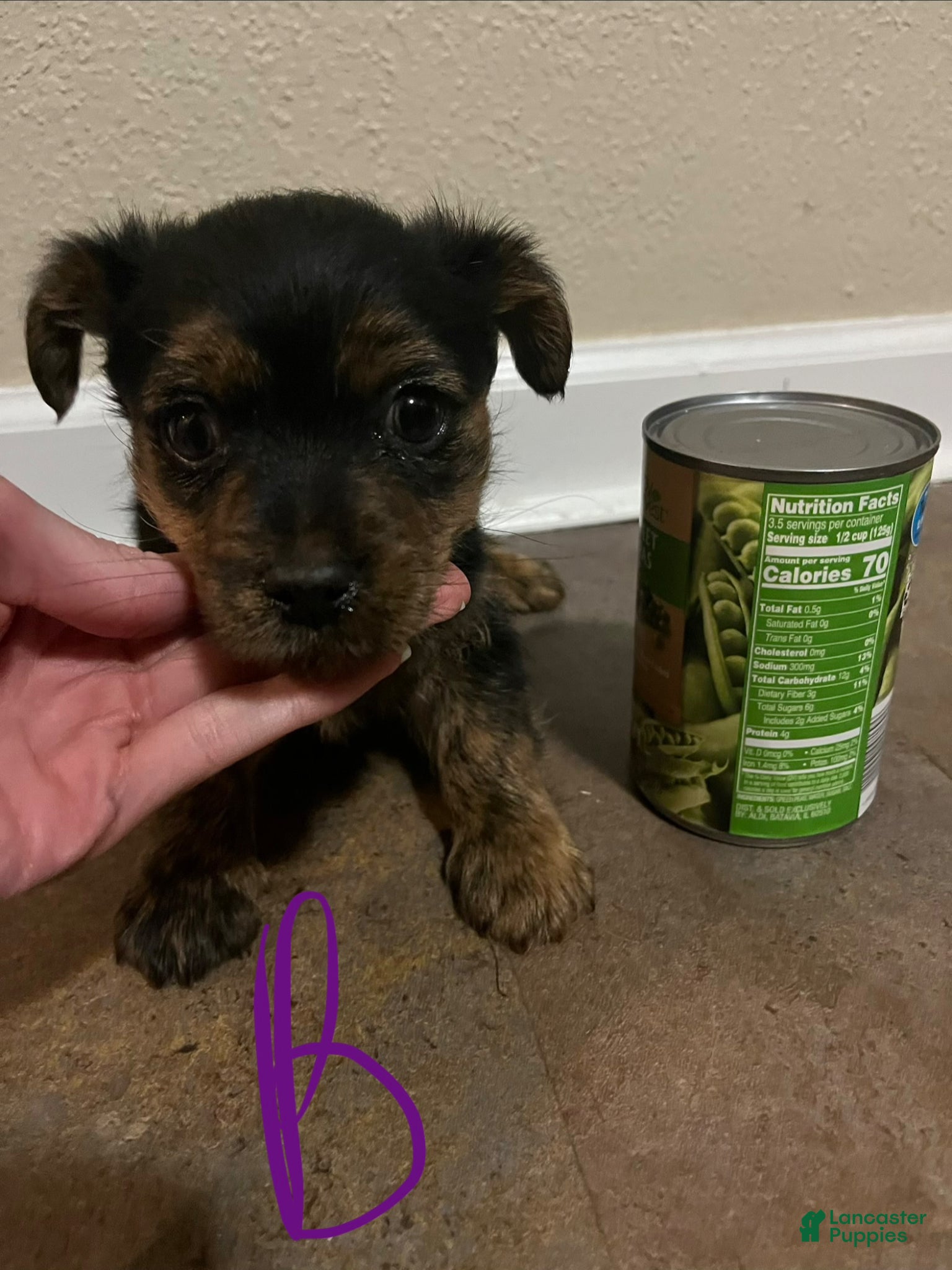 Dorkie dogs Tyler  - Ad 1