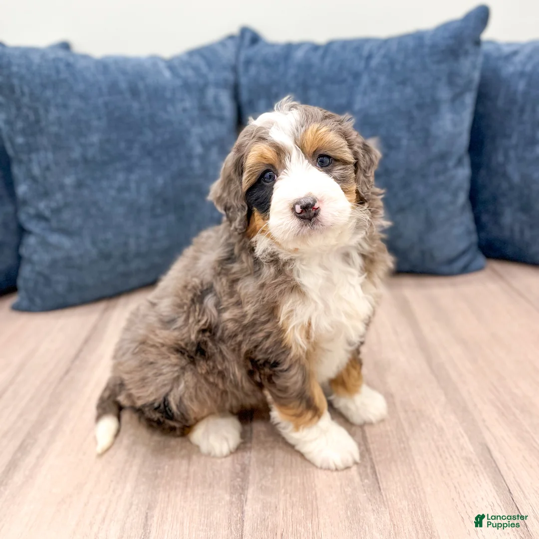 Mini Bernedoodle dogs for sale: Ruby - Ad 1
