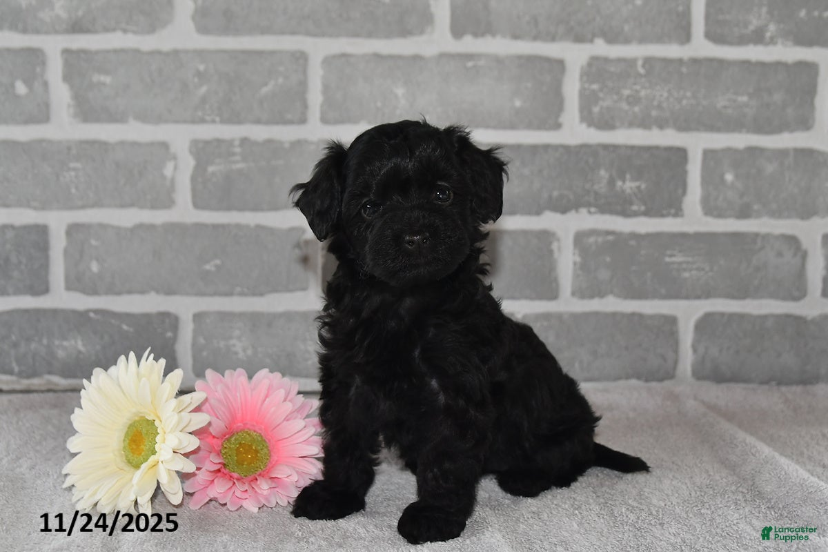 Maltipoo dogs Pinto - Ad 34