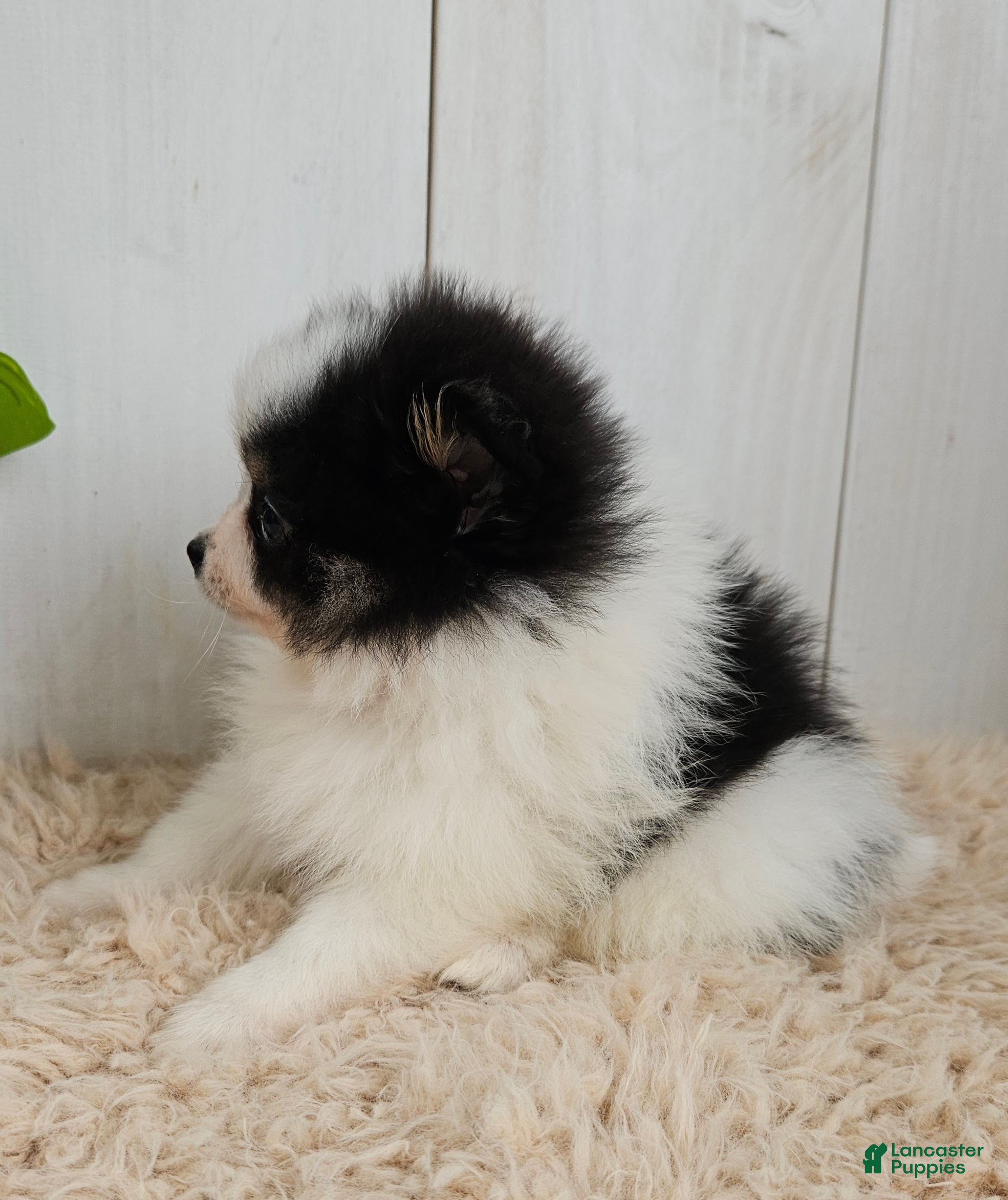 Pomeranian dogs Panda - Ad 2