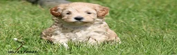 Miniature Poodle dogs for sale: Millie - Ad 1