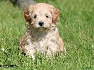 Miniature Poodle dogs for sale: Millie - Ad 2