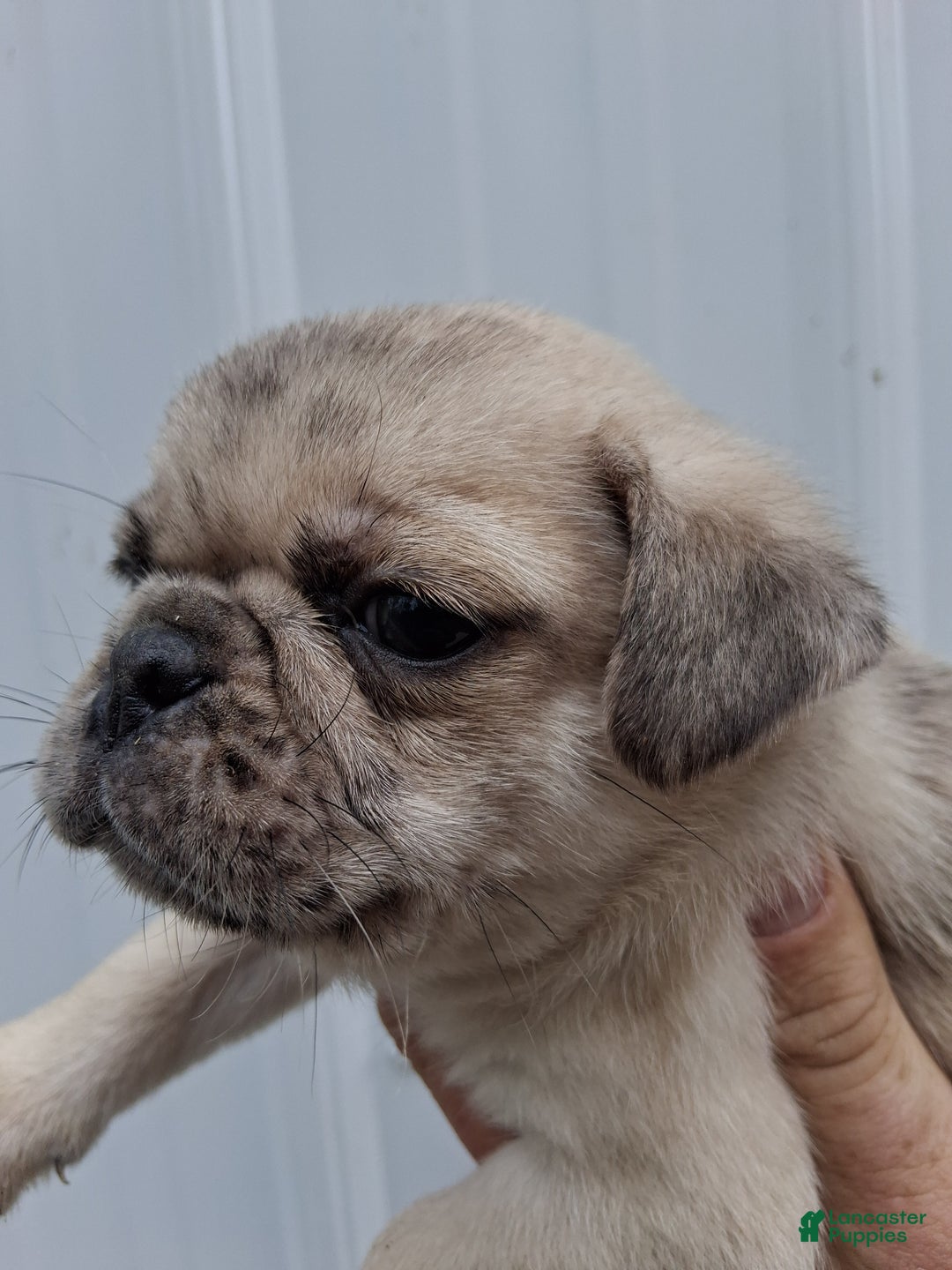Pug dogs for sale: Cooper - Ad 3