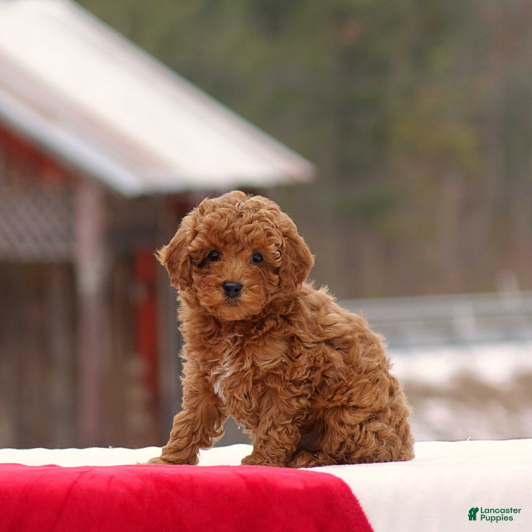 Toy Poodle dogs for sale: Dusty - Ad 3
