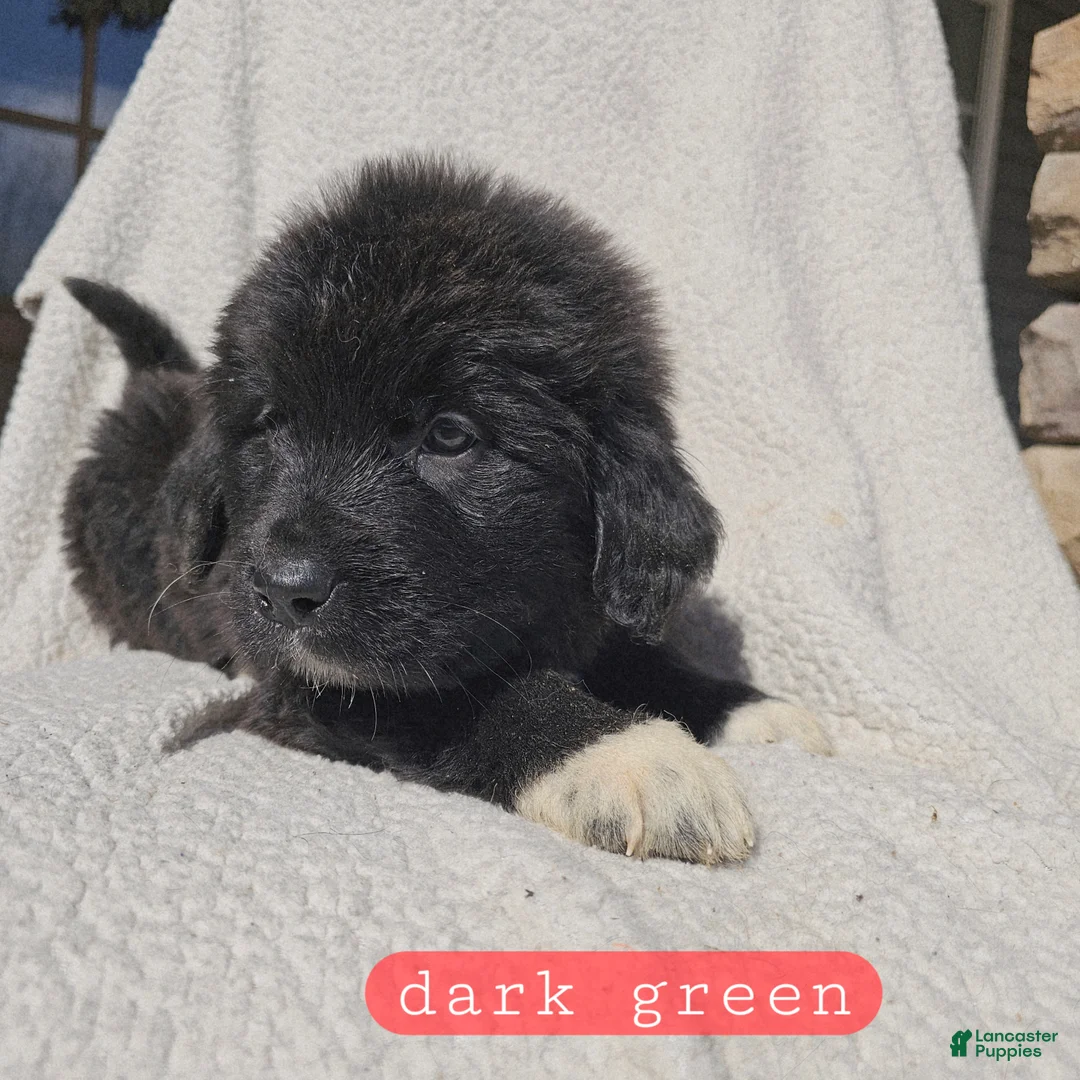 Mixed Breed dogs for sale: Franky - Ad 3