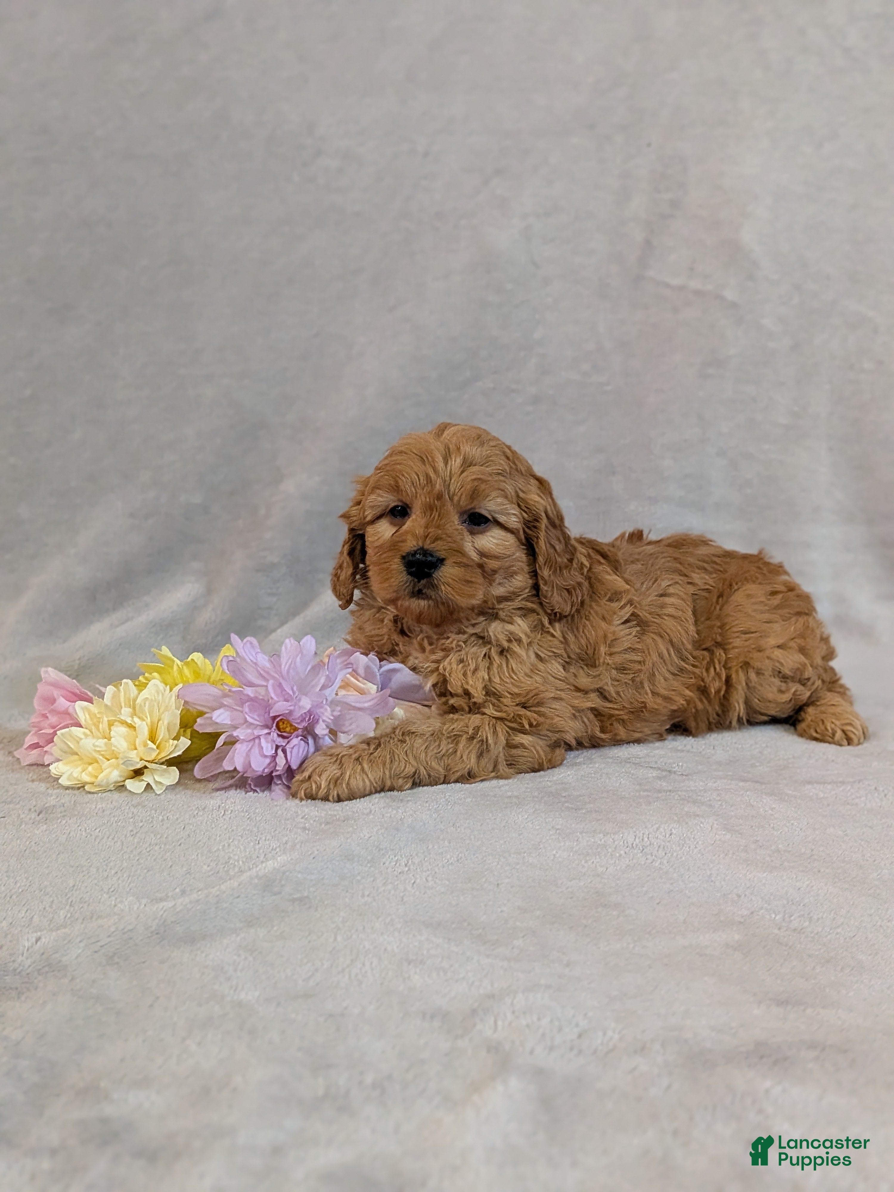 Mini Goldendoodle dogs Leo - Ad 1