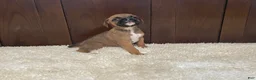 Boxer dogs for sale: Molly - Ad 12