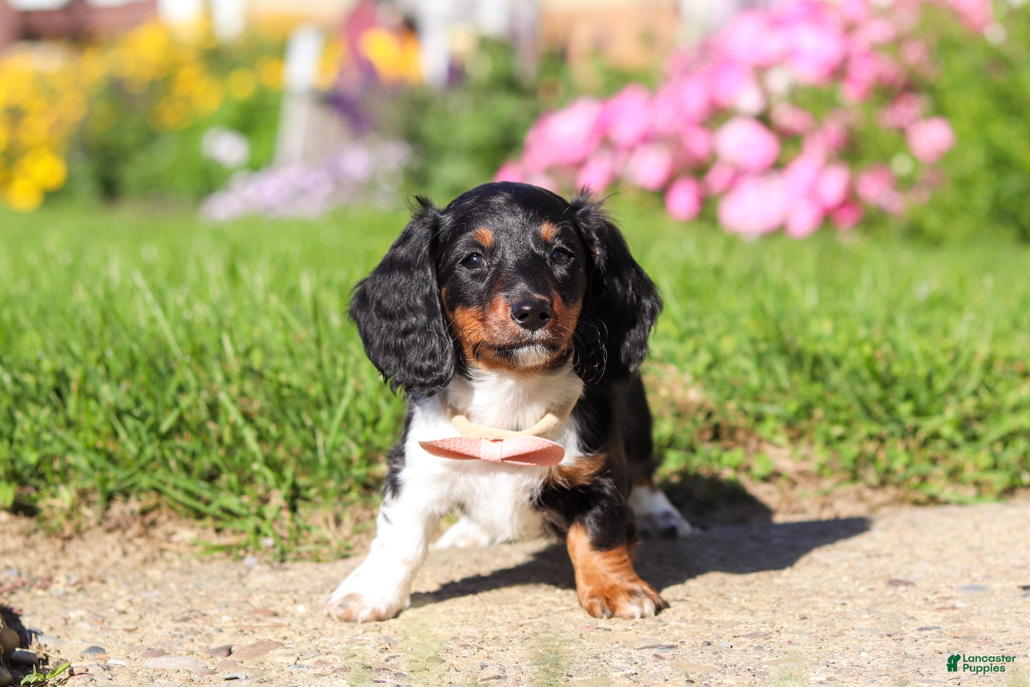 Dachshund dogs Poppy - Ad 2