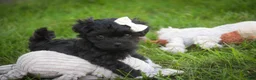 Havanese dogs for sale: Maltilda Havanese - Ad 11