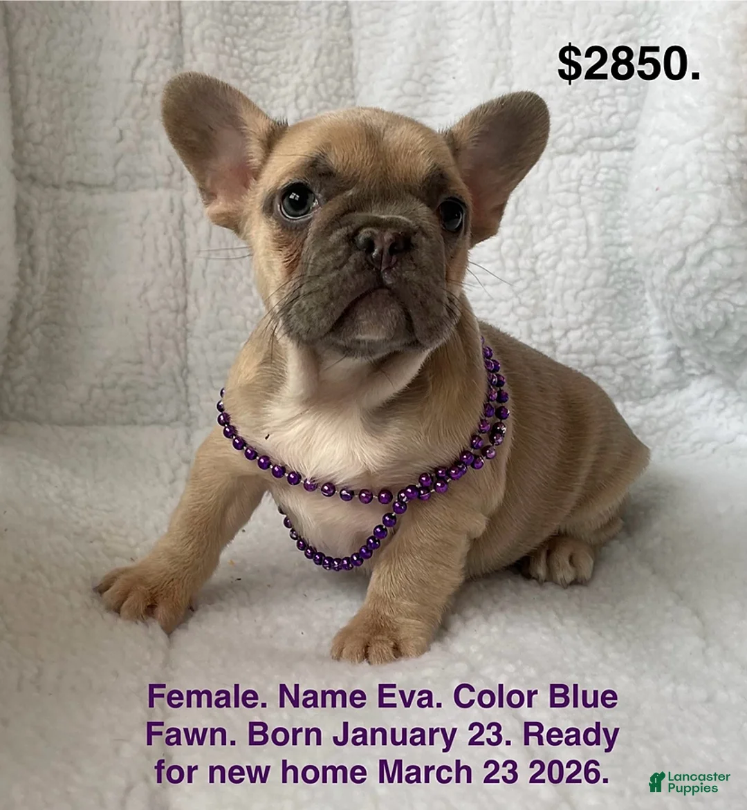 French Bulldog dogs for sale: Eva - Ad 1