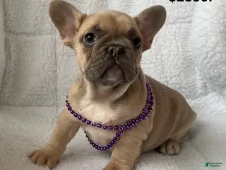 French Bulldog dogs for sale: Eva - Ad 3