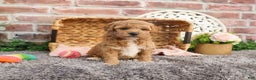 Mini Goldendoodle dogs for sale: Harper - Ad 4
