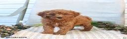 Mini Goldendoodle dogs for sale: Morgan - Ad 1