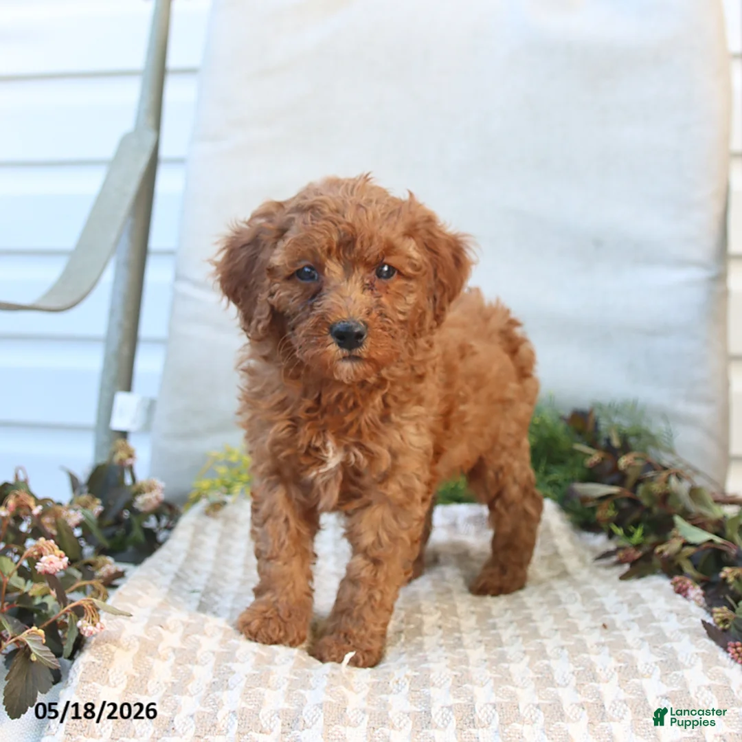 Mini Goldendoodle dogs for sale: Morgan - Ad 1