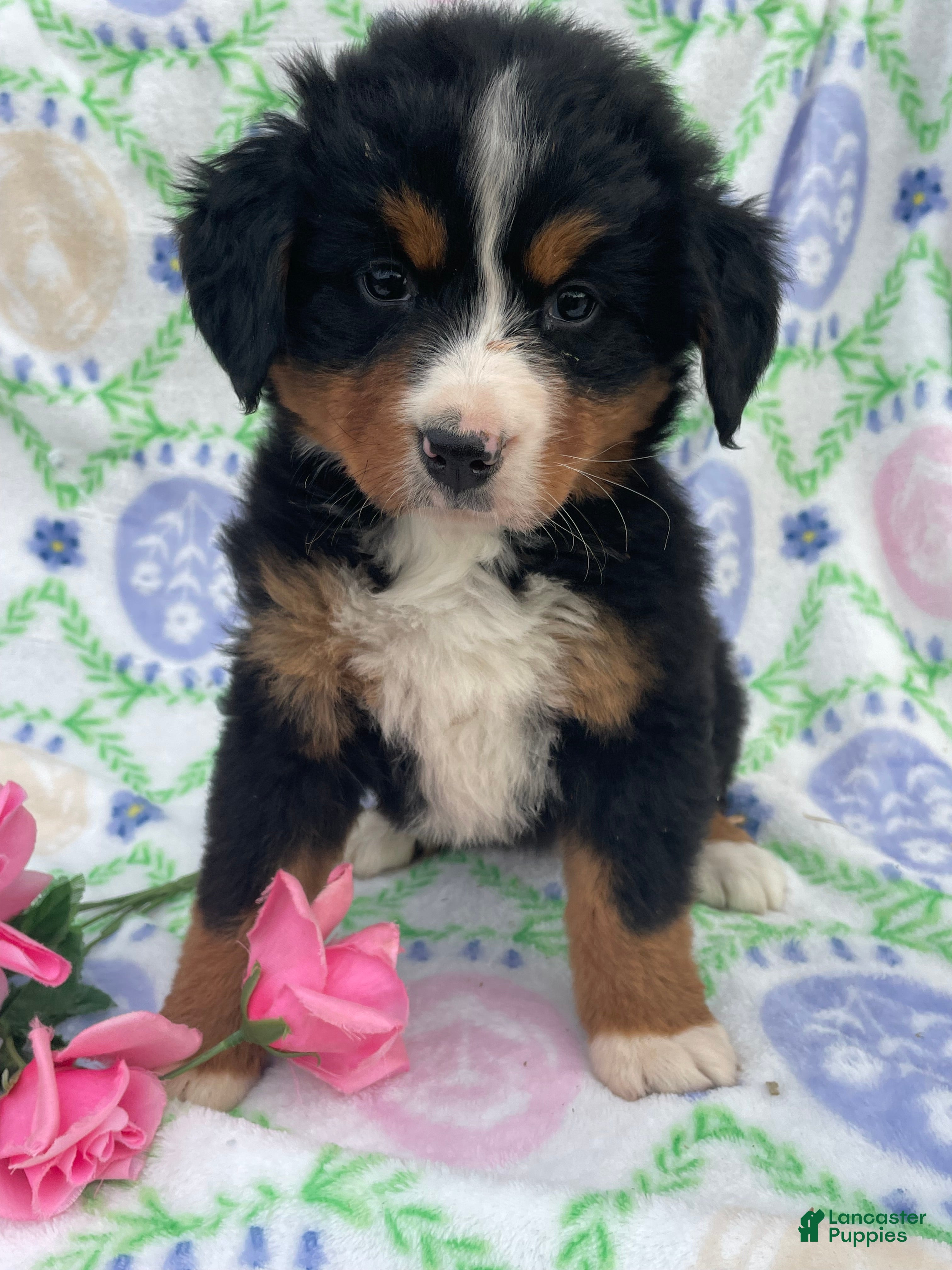 Bernese Mountain Dog dogs Fern - Ad 7