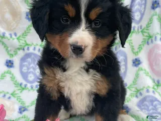 Bernese Mountain Dog dogs Fern - Ad 7