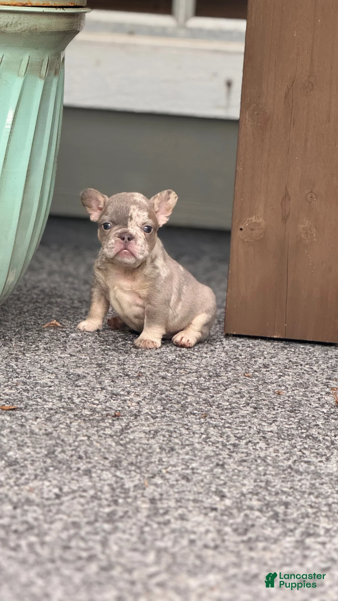 French Bulldog dogs for sale: Bronx  - Ad 2