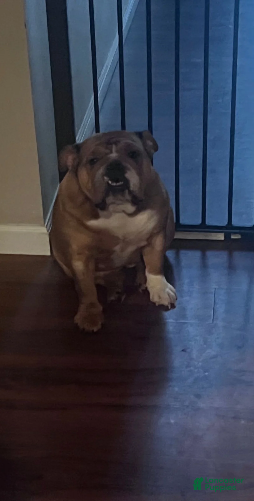 English Bulldog dogs for sale: Cocoa - Ad 6