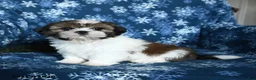 Shih Tzu dogs for sale: Kaleb - Ad 3