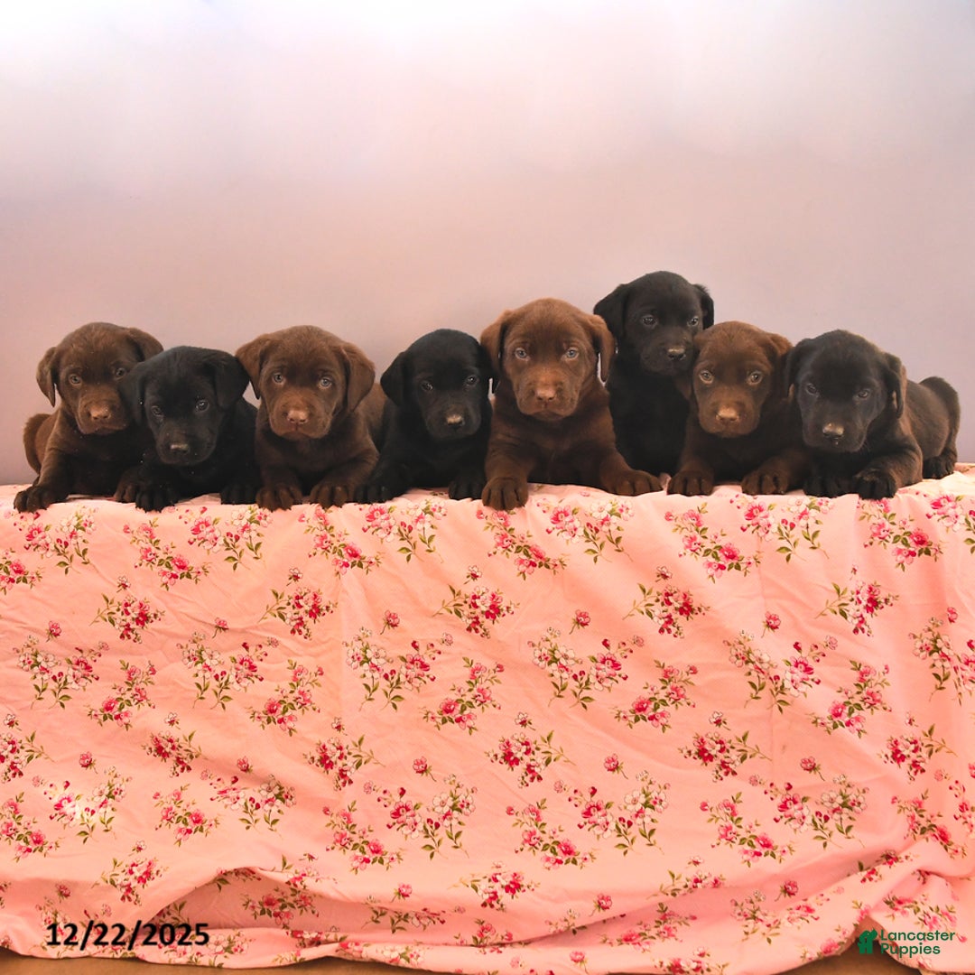 Labrador Retriever dogs for sale: Blackie - Ad 3
