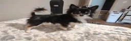 Chihuahua dogs for sale: Mia - Ad 5