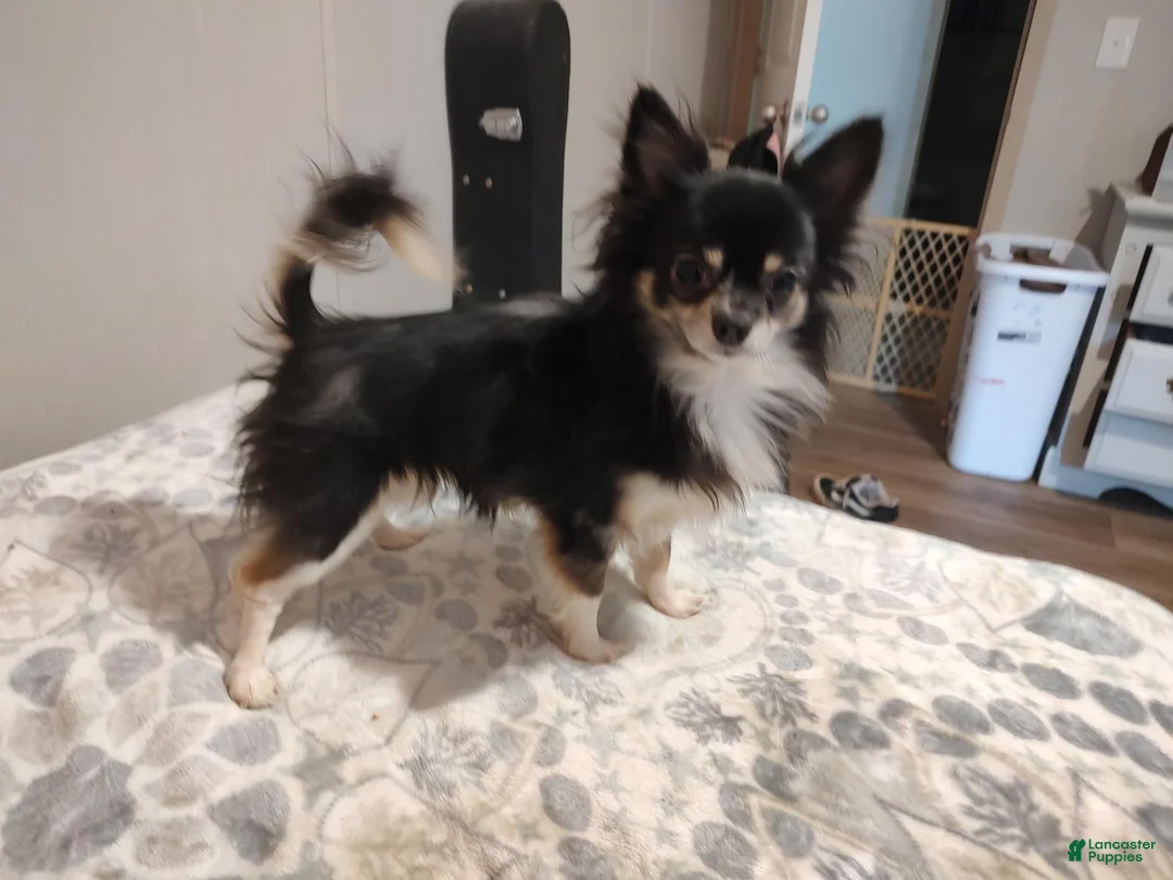 Chihuahua dogs for sale: Mia - Ad 5