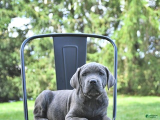 Cane Corso dogs - Ad 23