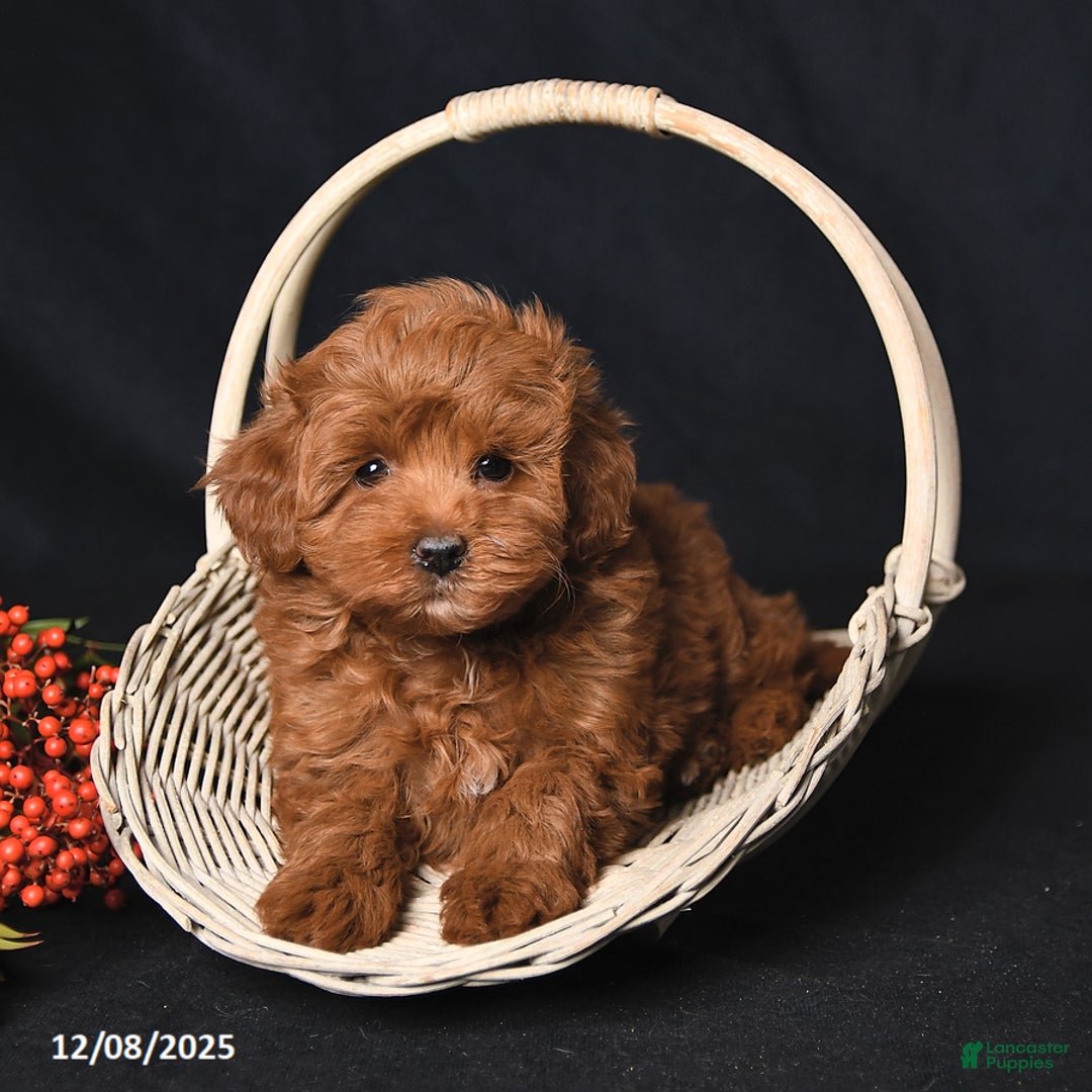 Whoodle dogs for sale: Fancy - Ad 3