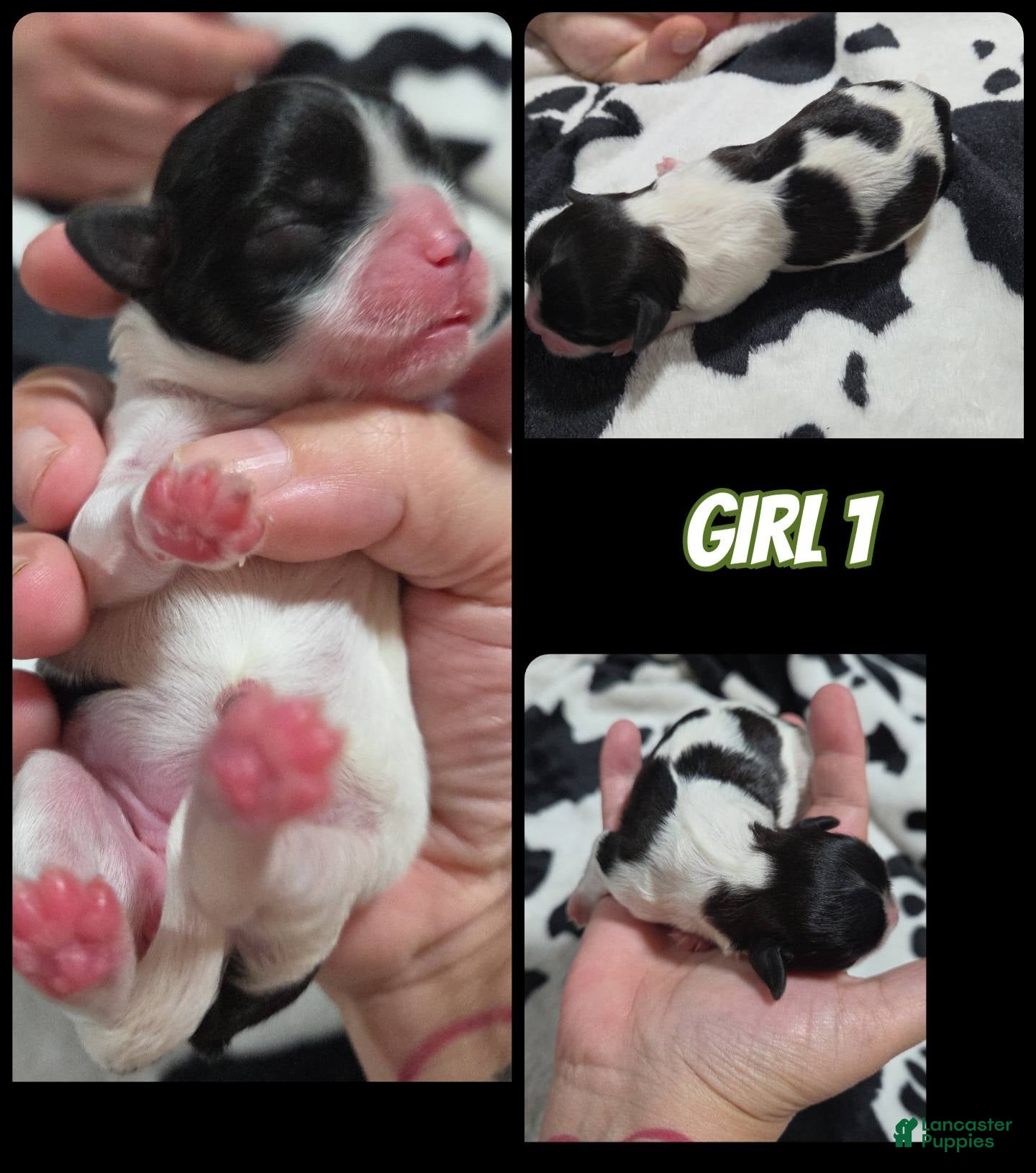 Shih Tzu dogs Shih Tzu Girl 1 - Ad 28